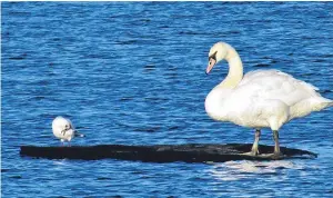  ??  ?? “Find your own island” this swan on Forfar Loch seems to be saying. Reader John Crichton sent in the photograph.
