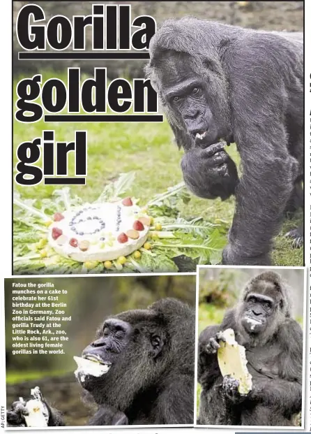  ??  ?? Fatou the gorilla munches on a cake to celebrate her 61st birthday at the Berlin Zoo in Germany. Zoo officials said Fatou and gorilla Trudy at the Little Rock, Ark., zoo, who is also 61, are the oldest living female gorillas in the world.