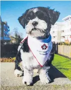  ??  ?? John and Yvonne McDonald’s pet dog Buttons, a Shih Tzu working as a therapy dog that was mauled to death.