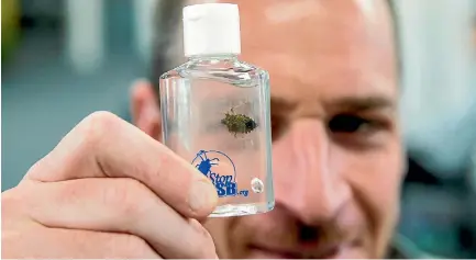  ?? PHOTO: RICKY WILSON/STUFF ?? NZ Winegrower­s biosecurit­y manager Edwin Massey with a brown marmorated stink bug.