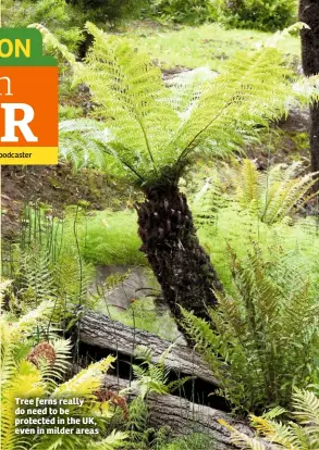  ??  ?? Tree ferns really do need to be protected in the UK, even in milder areas