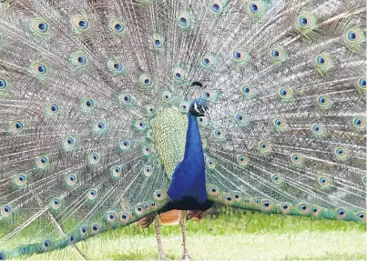  ?? Picture: Kris Miller. ?? Young peacocks are set to return to Pittencrie­ff Park for the first time in years.