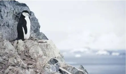  ?? EITAN ABRAMOVICH/AFP/GETTY IMAGES ?? Chinstrap penguins inhabit Orne Harbour in the western Antarctic Peninsula. New rules from the Chinese government for Antarctic tourists include leaving penguins alone.