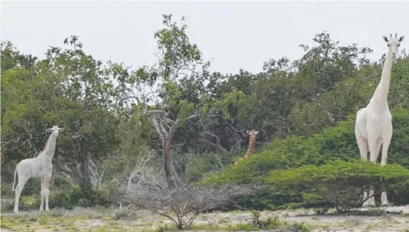  ??  ?? These two rare giraffes spotted near a conservati­on park in Kenya are not albinos — instead, they have a genetic condition called leucism.