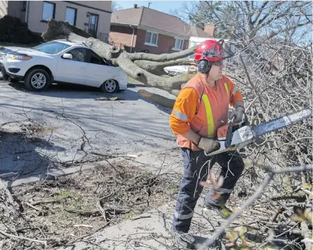  ?? DAX MELMER ?? An employee with the City of Windsor uses a chainsaw to remove a downed tree that landed on an SUV in the 1300 block of Victoria Avenue as dangerous winds caused problems across the region on Wednesday.