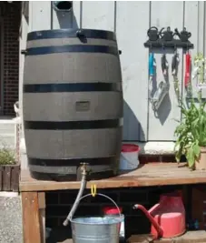  ?? MARK CULLEN ?? Mark Cullen uses rainwater on all his container plants, collected in barrels around his house. As rain falls, it picks up oxygen from the air and becomes charged with it, he explains. Rainwater is also warm and plants love that.