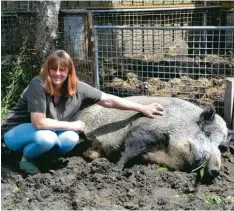  ?? Fotos: Andreas Schopf ?? Auch Wildschwei­ne brauchen Zuwendung: Cordula Gröger verpasst ihrem Eberhardt seine geliebten Streichele­inheiten.