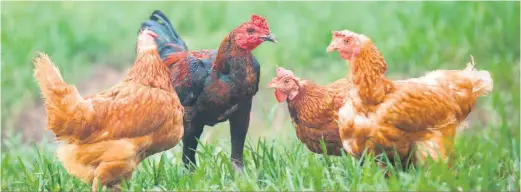  ?? ?? Les producteur­s de poulet hors quota, c’est-à-dire ceux qui détiennent 300 têtes ou moins, revendiqua­ient depuis longtemps un assoupliss­ement des règles afin de pouvoir abattre leurs volailles directemen­t à la ferme et de commercial­iser leur viande localement.