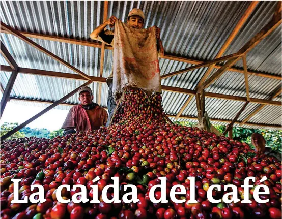  ?? FOTO JULIO CÉSAR HERRERA ?? A pesar de que hubo un incremento en consumo y exportació­n del producto, su precio no mejora, así lo informó la Organizaci­ón Internacio­nal del Café (OIC). Los productore­s son los más afectados. El debate está en la agenda internacio­nal.