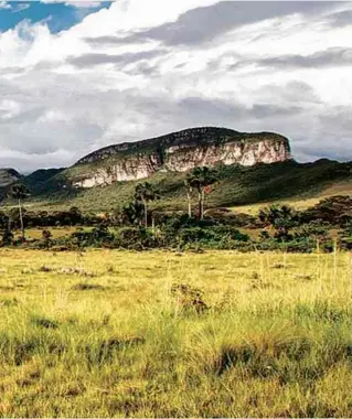  ??  ?? Vereda de buritis na chapada