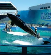  ??  ?? Esibizione L’orca Lolita, mentre si esibisce in una delle vasche del Seaquarium di Miami, Stati Uniti. Il mammifero è in cattività dal 1970