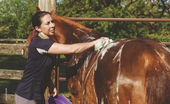  ?? ?? Many equine shampoos are formulated to be diluted into a bucket of water before applying.