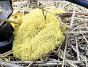  ??  ?? This yellow fungus was photograph­ed on Monday morning by a Dubbo reader on their straw-covered garden bed. It had grown to this size – about 10cm across – in little more than a day.