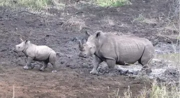  ??  ?? After close to three hours of searching in South Africa, the conservati­on team at the 35,000-acre Thanda Safari Private Game Reserve discovers a mother southern white rhino and her young calf at a wallow.