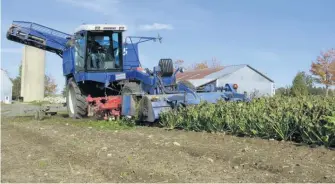  ??  ?? La récolte de la betterave à sucre s’étale de la mi-septembre jusqu’aux gelées. Ici, une récolteuse à betteraves achetée en France.