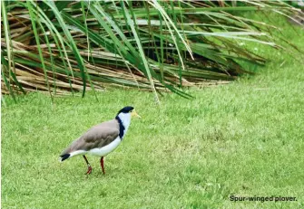  ??  ?? Spur-winged plover.