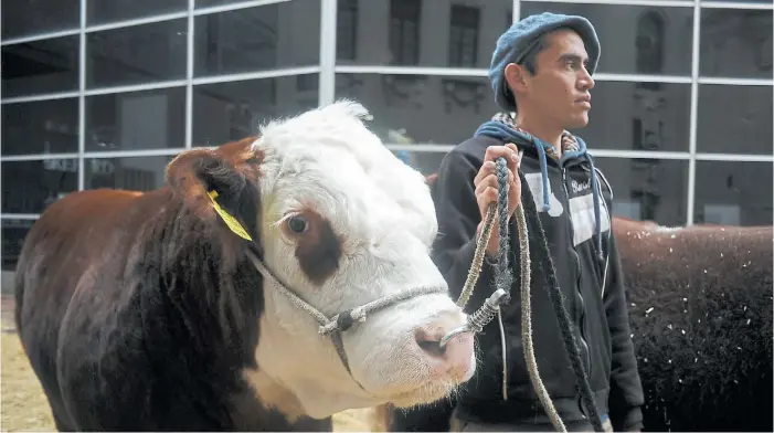  ??  ?? Optimismo. Los referentes del sector coinciden en que a pesar de los vaivenes coyuntural­es, el mediano y largo plazo prometen ser auspicioso­s para la producción ganadera.