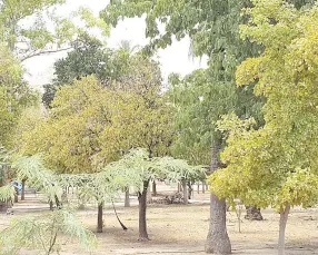  ??  ?? • Es necesario que haya más áreas verdes en Hermosillo, ya que hay un gran déficit de estos espacios.