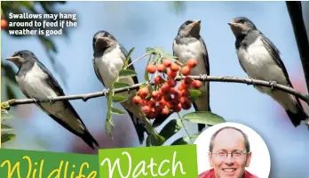  ??  ?? Swallows may hang around to feed if the weather is good