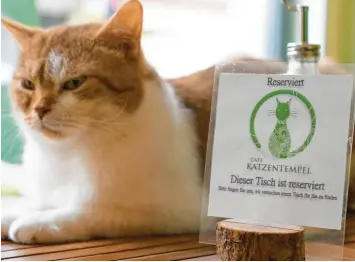  ?? Foto: Thomas Leidner/Katzentemp­el ?? Wer Katzen und veganes Essen mag, der ist im „Katzentemp­el“richtig: Ein Restaurant der Kette soll demnächst in Augsburg eröffnen. Der Augsburger Tierschutz­verein findet das gut.