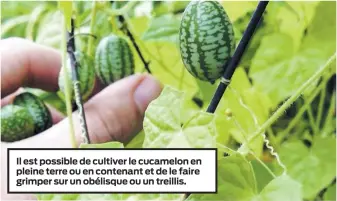  ??  ?? Il est possible de cultiver le cucamelon en pleine terre ou en contenant et de le faire grimper sur un obélisque ou un treillis.