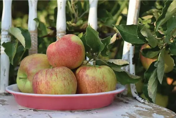  ?? LAURA KELLY ?? There are lots of great U-pick apple destinatio­ns to choose from, including Carl Laidlaw Orchards, a charming seventh-generation farm nestled in the Credit River Valley.