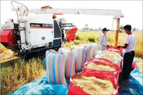  ?? HENG CHIVOAN ?? Farmers use a harvesting machine for their rice field in Battambong Province.