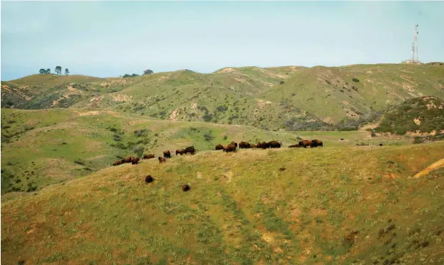  ?? Foto: dpa/Catalina Island Naturschut­zreservat/Jack Baldelli ?? Zwischenze­itlich lebten auf der Insel hunderte Bisons. Nach einer Umsiedlung aus Umweltschu­tzgründen sind es heute 120 Tiere.