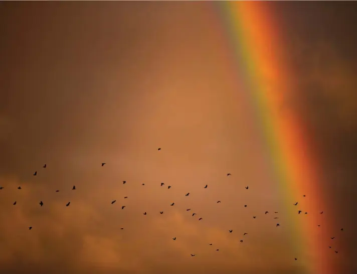  ??  ?? A murder of crows flies across the sky as a rainbow appears at sunset in Vancouver, British Columbia, yesterday. Photo: AP