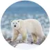  ??  ?? Churchill’s polar bear population has declined by about 30 per cent since 1987.