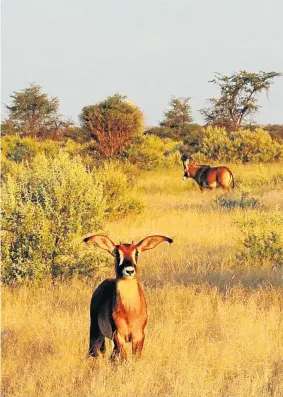  ??  ?? THERE WILL BE STUDS: Rancher Johan Kriek with the chopper in the background, and roan antelope roam on the rehabilita­ted cattle ranch in the Northern Cape EPPIE STRYDOM