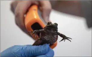  ?? KARL MONDON STAFF PHOTOGRAPH­ER ?? If owners were to dig the new pit they want at Lehigh Permanente Quarry in the Cupertino foothills, they would have to relocate the rare red-legged frogs living in the area and equip them with identifica­tion chips, as seen here on a frog raised at the San Francisco Zoo.