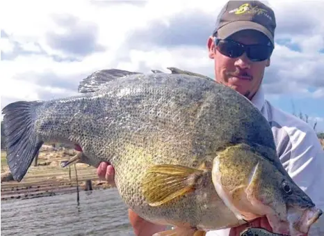  ?? PHOTO: CONTRIBUTE­D ?? BEAUT YELLOWBELL­Y: Tim Mutimer with a nice 65-centimetre yellowbell­y taken from Copeton Dam.