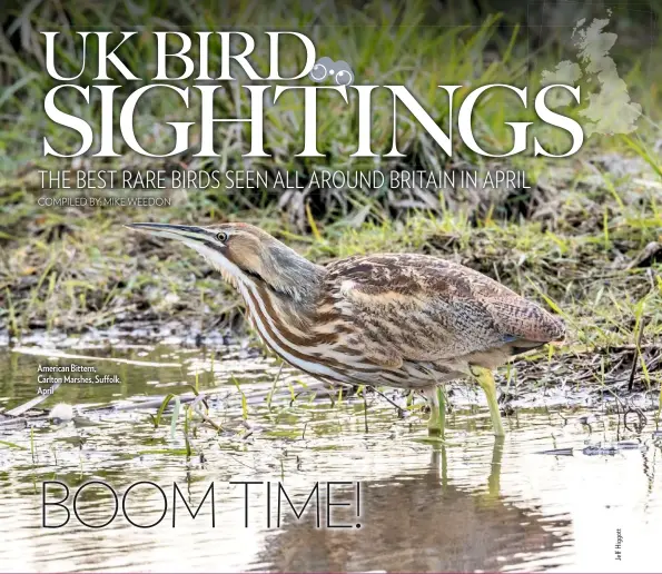  ??  ?? American Bittern, Carlton Marshes, Suffolk, April BOOM TIME!