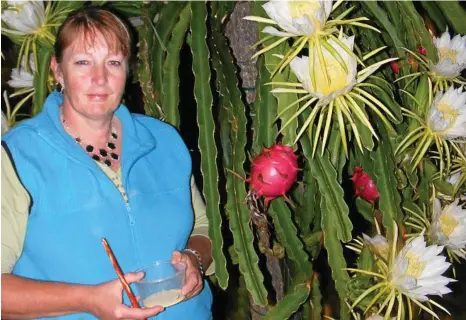  ??  ?? HAND POLLINATIO­N: Bernice Danahay on one of her night time dragon fruit pollinatio­n missions.