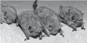  ?? Pete Pattavina/tribune News Service ?? The U.S. Fish and Wildlife Service has proposed listing tricolored bats as endangered. Texas says that would interfere with energy prospects.