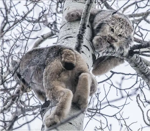  ?? AMOS WIEBE/FAMOUS AMOS PHOTOGRAPH­Y ?? Photograph­er Amos Wiebe captured footage of a female lynx rebuffing the advances of a lovestruck male lynx in Grande Prairie last week. Wiebe described the commotion as “one of the most epic experience­s of my life.”