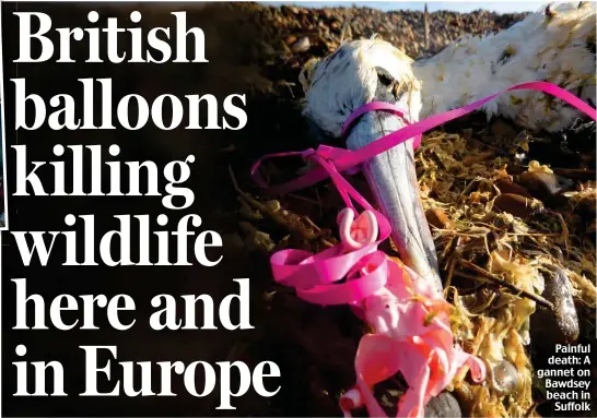  ??  ?? Painful death: A gannet on Bawdsey beach in Suffolk