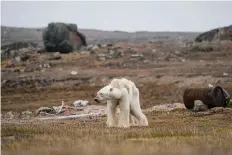  ??  ?? A POLAR Bear’s Struggle by Justin Hofman, US. Hoffman’s body hurt as he photograph­ed this starving polar bear. With little and thinning ice, the bear is unable to search for food.