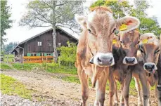  ?? FOTO: ANDREAS REIMUND ?? Sogar wenn die Kühe für den Sommer auf die Alpe gehen, ist die Bürokratie mit dabei: Denn die Landwirte müssen ihre Tiere für ihre Betriebe abmelden, dann am neuen Standort an- und im Herbst schließlic­h zurückmeld­en, schildert Alfons Zeller von der...