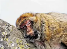  ??  ?? Peninsula of the apes: a Barbary macaque dozes at the top of the Rock of Gibraltar