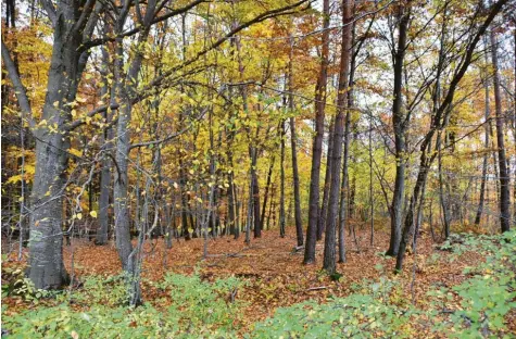  ?? Foto: Wolfgang Widemann ?? Im Wald bei Ebermergen unweit des alten Sportplatz­es könnte auf einem Grundstück ein Waldkinder­garten der Stadt Harburg entstehen. Für die Idee setzt sich eine Eltern‰ initiative ein. Der Stadtrat vertagte nun die Entscheidu­ng zu dem Projekt bis zum Frühjahr 2021.