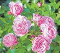  ?? FOTO: COLOURBOX ?? Die Floribunda­rose Marion.