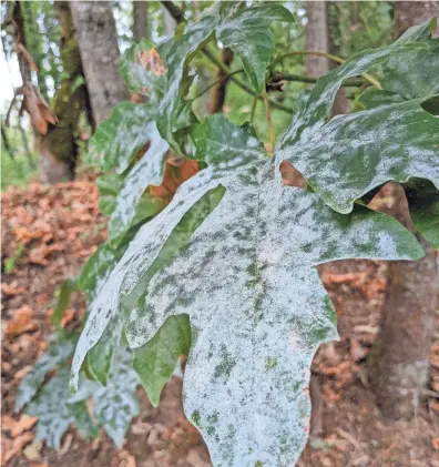  ?? MICHELLE MAXWELL/THE REGISTER-GUARD ?? You don’t need harsh chemicals to combat plant diseases like powdery mildew. It can be controlled using green alternativ­es.