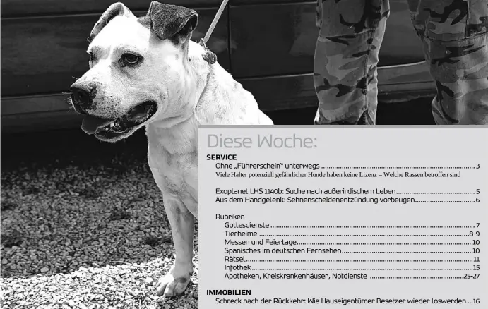  ?? Foto: A. García ?? Nicht nur bestimmte Reinrasser, sondern zum Beispiel auch dieser Pitbull-Mischling benötigen eine Lizenz. Viele Halter haben die nicht – die Behörden stehen vor einem Kontrollpr­oblem. Viele Halter potenziell gefährlich­er Hunde haben keine Lizenz –...