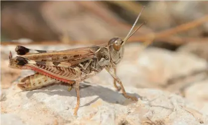  ?? Photograph: Nature Picture Library/Alamy ?? Locusts have destroyed crops across 25,000 hectares of land in Nuoro, the worst-affected area.