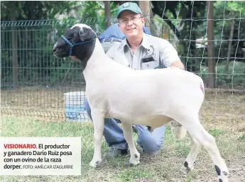  ?? FOTO: AMÍLCAR IZAGUIRRE ?? VISIONARIO. El productor y ganadero Darío Ruiz posa con un ovino de la raza dorper.