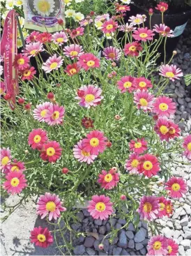  ?? PHOTOS BY MAUREEN GILMER/SPECIAL TO THE (CALIFORNIA) DESERT SUN ?? This variety, Argyranthe­mum frutescens “Ruby Slipper” is an exceptiona­l spreading flower that blends nicely with everything.