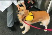  ?? MEGHAN DAVIS/JOHNS HOPKINS UNIVERSITY VIA AP ?? THIS MARCH 2017 PHOTO provided by Johns Hopkins University shows therapy dog Winnie at the university’s hospital in Baltimore, Md.