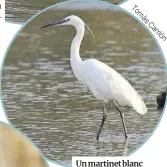  ??  ?? Un martinet blanc (‘Egretta garzetta’) a la recerca de menjar.